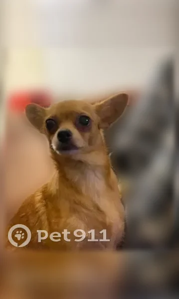 Lost dog, Picciola Road, Florida, Orlando - male Chihuahua, neutered, very friendly - photo