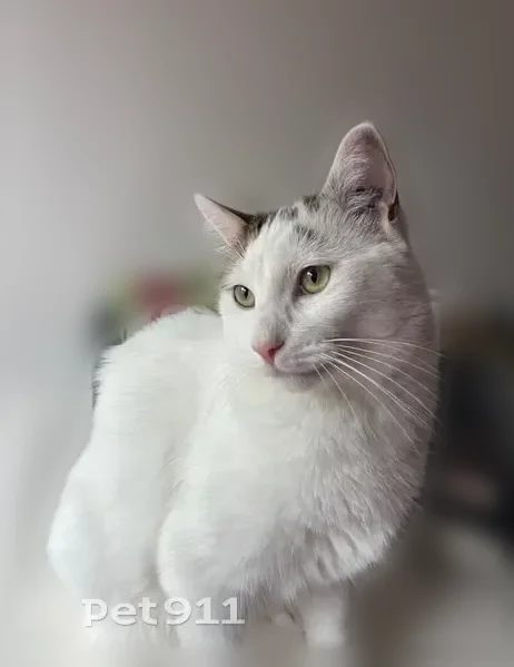 Chat perdu mâle, Rue Berthie Albrecht, 35, Saint-Gratien - sociable et câlin - photo