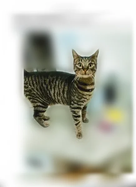 Chat perdu, femelle, Chemin du Trait, 6 Bis, Jaunay-Marigny - truffe grise, longue queue - photo