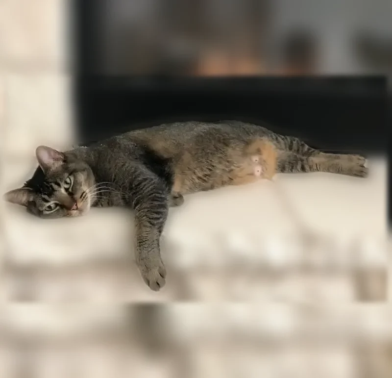 Lost cat, Peoria Avenue, 12202, Lubbock - female tabby with a saggy tummy - photo