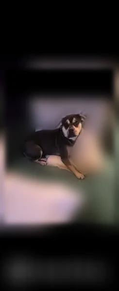 Lost dog, Wedgewood Drive, 33113, Magnolia - female - photo