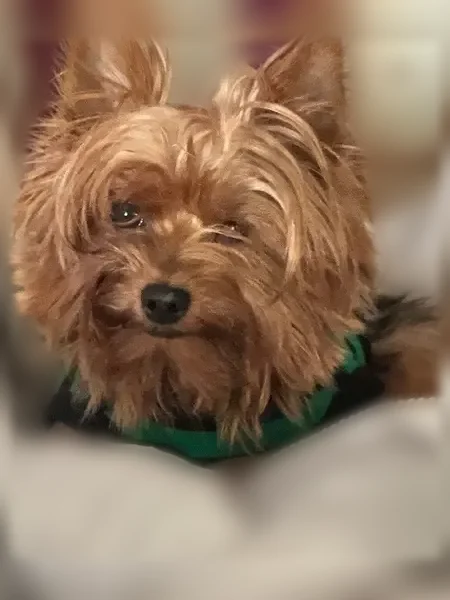 Lost dog, Gayland Road, 5547, Arbutus - female with a smaller left eye - photo