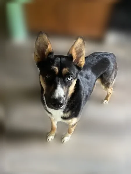 Lost dog, Walton Road, 3773, Delaware - female with one blue and one brown eye - photo