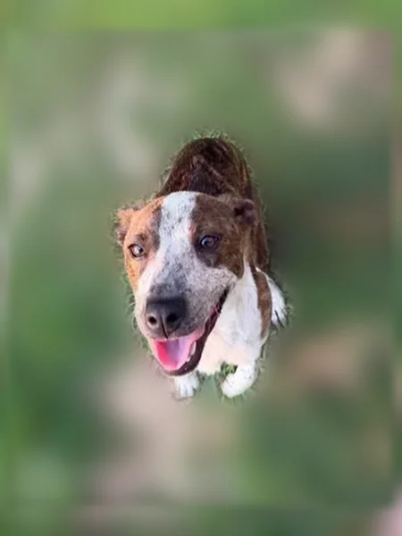 Found dog, Plainville, Atlanta - sweet, energetic girl, no microchip found - photo