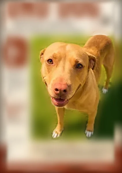 Found dog, Oxford, Alabama, Anniston - female, brown with white spots on paws - photo