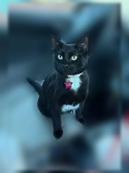Lost cat, female, Saint Joseph Avenue, 110, Fitchburg - small short-haired indoor-outdoor cat - photo