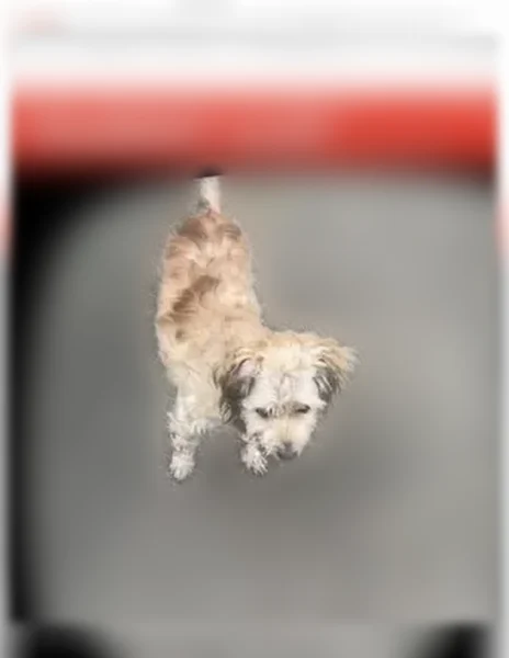 Lost dog, South Dairy Ashford Road, 7777, Houston, Pearland - female, small, 8 pounds - photo