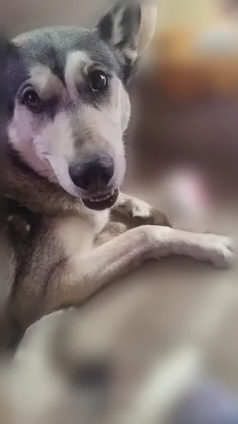 Lost dog, Quentin Street, 1561, Aurora - grey-brown-eyed husky - photo
