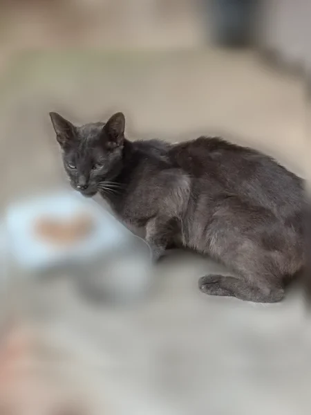 Found cat, Windsor Boulevard, 145, Brandon - grey bob tail, shy but friendly - photo