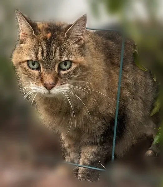 Lost cat, Wyngate Drive West, Franklin Square, Lynbrook - female, longhair, green eyes - photo
