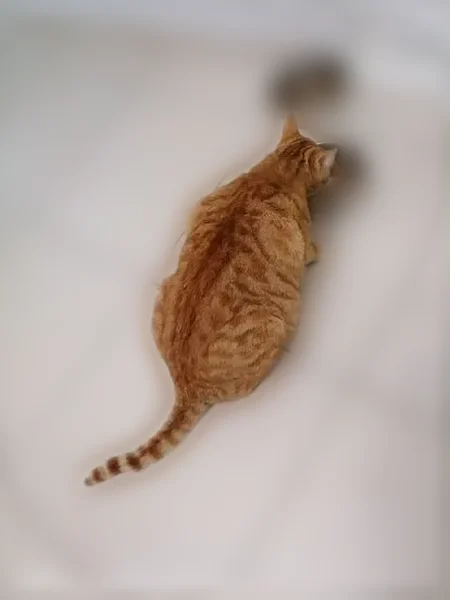 Chat perdu mâle, Rue Pierre de Coubertin, 8, Salaise-sur-Sanne - roux tigré, pucé - photo