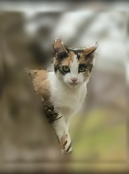 Lost cat, East 1500 South, 1019, Bountiful - calico female with a limp - photo