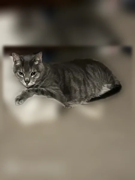 Lost cat, Moorings Boulevard, Indianapolis - male, bright green eyes - photo