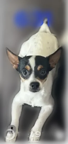 Lost dog, 7850 South, Sandy - male, white with brown and black spots - photo
