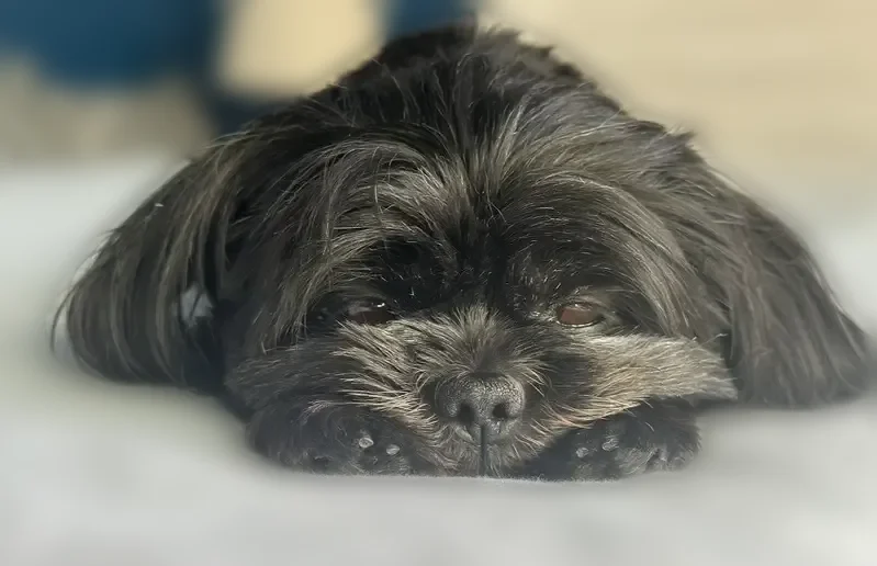 Lost dog, Silver Shadows Drive, 834, Murray - female - photo