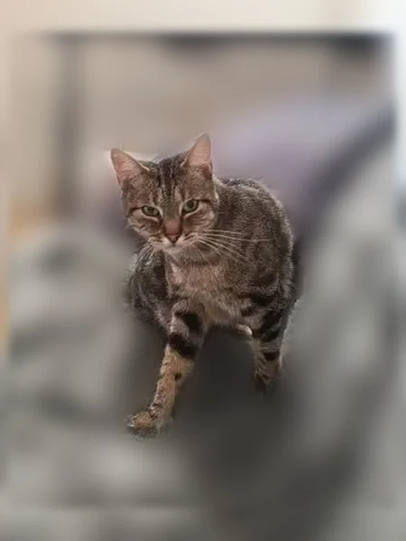 Chat perdu femelle, Rue Amédée Guénée, 2, Dourdan - tigrée tabby européenne - photo
