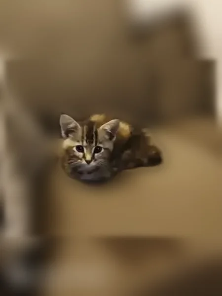 Lost cat, East 73rd Street South, Tulsa — female, 8 weeks old - photo