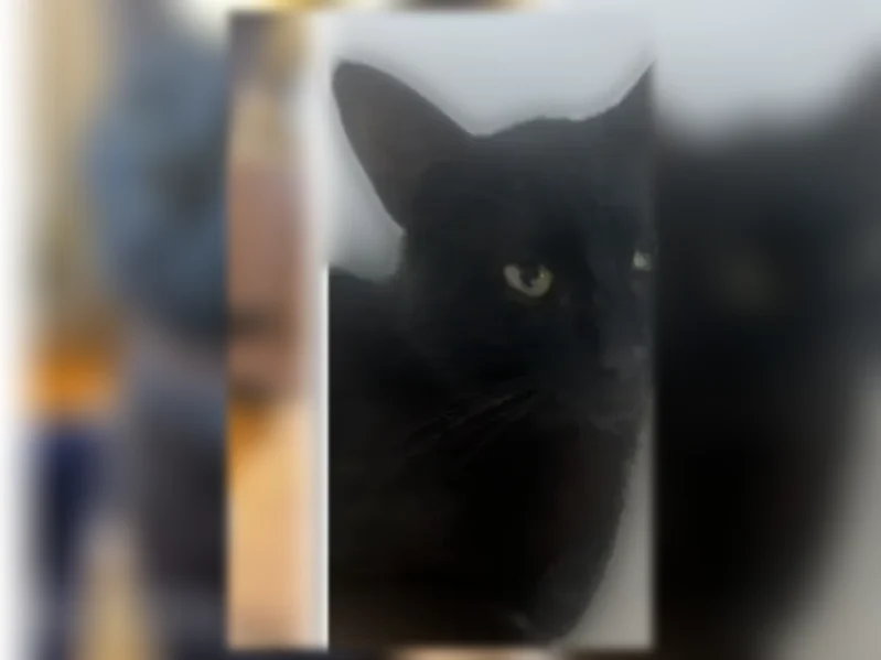 Chat perdu mâle, Rue Renée Peillon, 25, Givors - photo