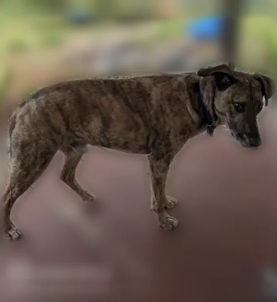 Lost dog, Pahoa Kalapana Road, Arlington - male, light brindle coat - photo