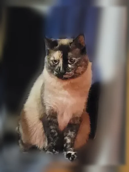 Lost cat, Arbordale Lane West, 8924, University Place - female, tan with black boots - photo