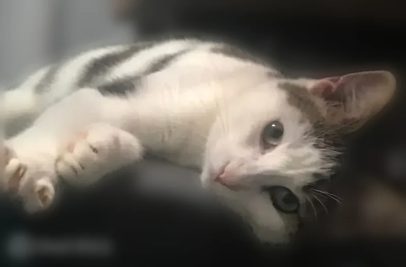 Chat perdu, femelle, Rue des Bouillons, 95, Orgeval - blanche et grise, trait d'eye-liner autour d'un œil - photo