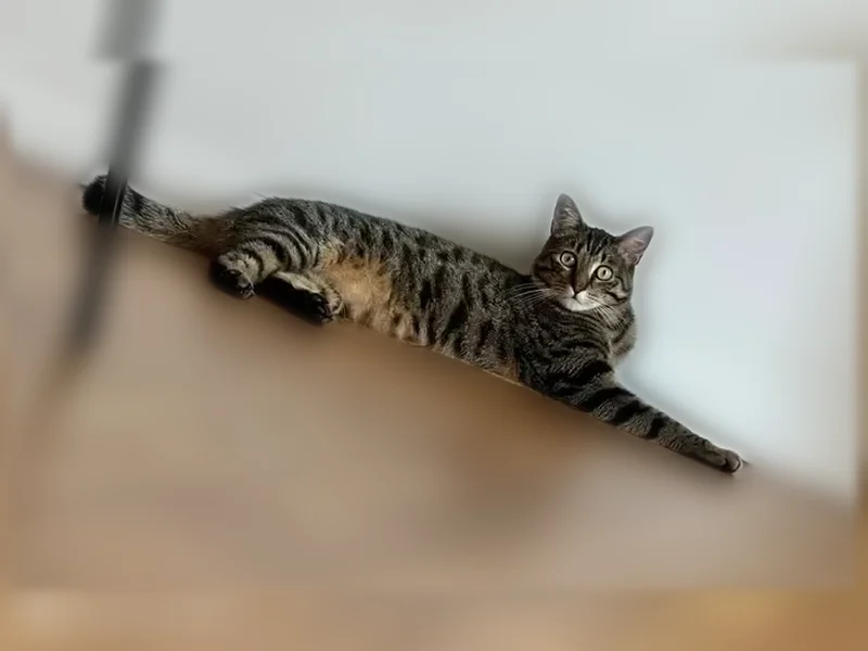 Chat perdu, mâle, Rue Saint-Antoine, 29, Paris - photo