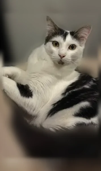 Chat perdu mâle, Rue des Ponts-de-Cé, 77, Angers - yeux verts, poils mi-longs - photo
