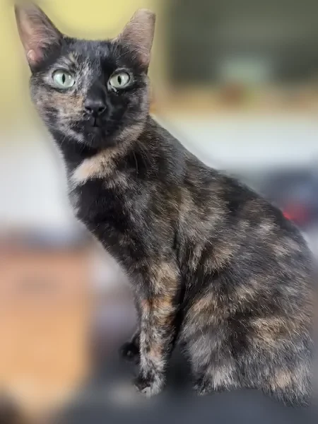 Lost cat, Ivey Street, 101, Belmont - female, tortoiseshell, chipped left ear - photo