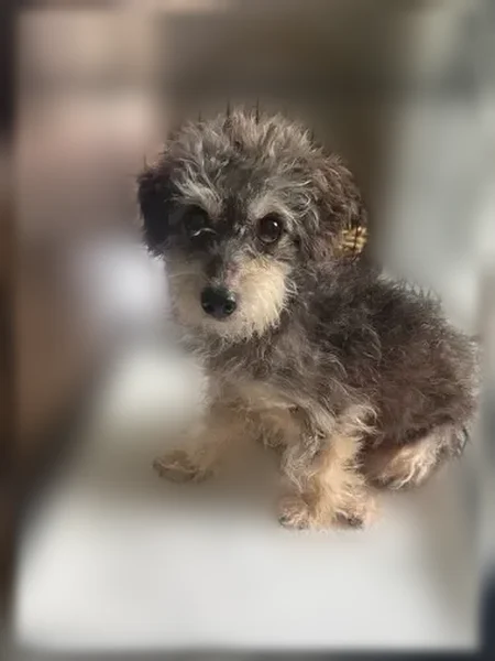 Lost dog, Sierra Court, 16, Methuen Town - male, black and tan, 10 lb mixed breed - photo