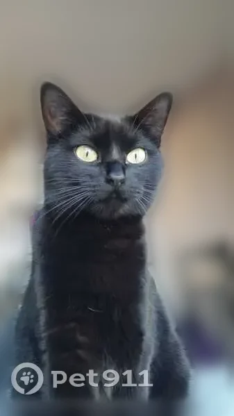 Chat perdu, femelle, Rue de l'Étoile, 45, Cholet — petite chatte noire - photo