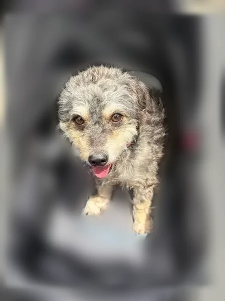 Lost dog, Sierra Court, 16, Methuen, Methuen Town - male, black with tan - photo