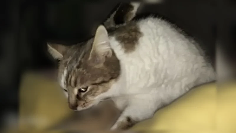 Perdu chat, Rue de la Saudrais, Dinan - craintive, robe blanche et tigrée - photo