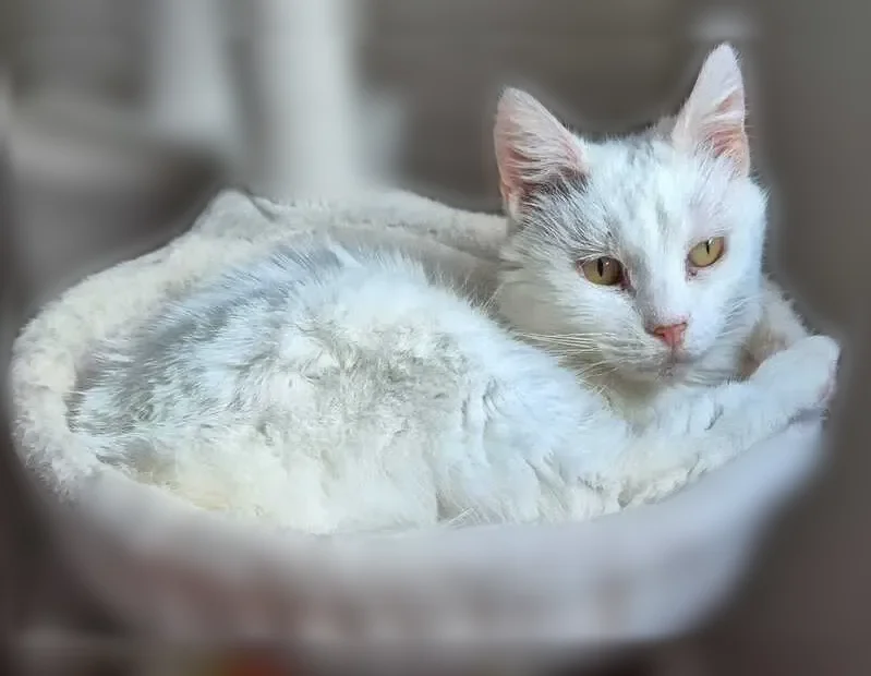 Chat perdu femelle, Rue Raymond Rozier, 64, Corbeil-Essonnes — très câline - photo