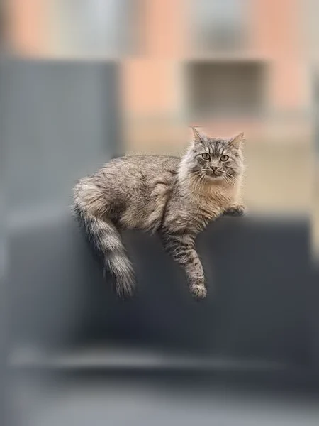 Chat perdu, Rue Mespoul, 9, Toulouse - mâle gris tigré, pucé - photo
