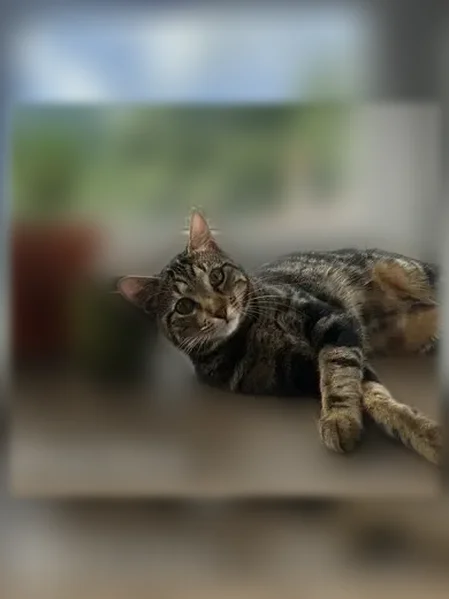 Chat perdu femelle, Rue Montorge, 5 Ter, Grenoble, Albertville — type européen, tigre gris et noir - photo