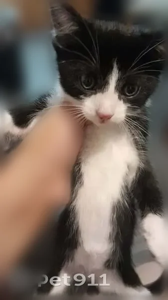 Lost cat, Parker Avenue, Springdale - black and white with little black dots - photo