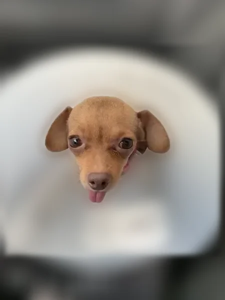 Lost dog, Rose Mist Lane, 9827, Houston - female, microchipped - photo