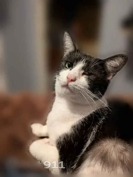 Lost cat, Piqua, Ohio - one eye - photo