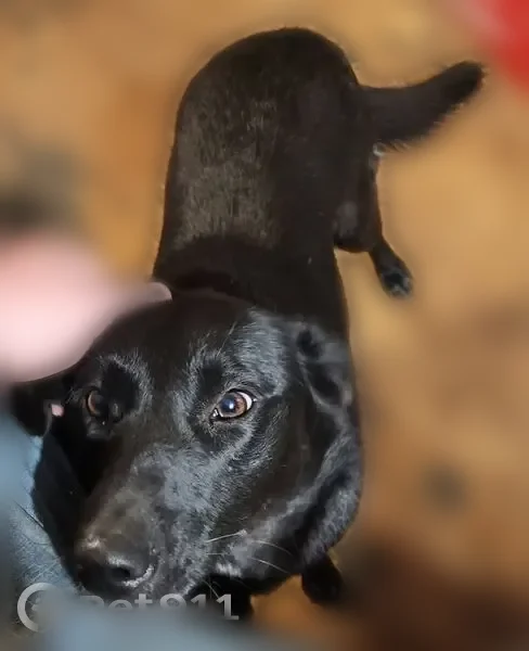 Lost dog, Omaha - female, small black short-haired lab - photo