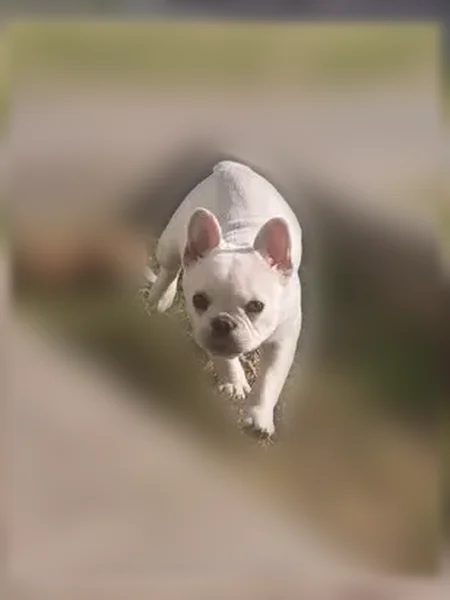Lost dog, East Mono Avenue, 4589, Fresno - female, 9–10 months old - photo