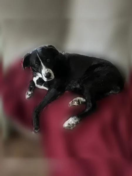 Lost dog, female, Northeast 206th Street, 23405, Battle Ground — Lab border collie mix - photo