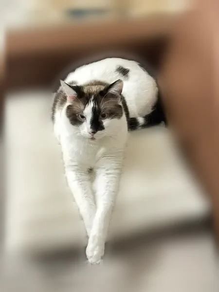 Chat disparu Garçon, Dijon (fl596382) - photo
