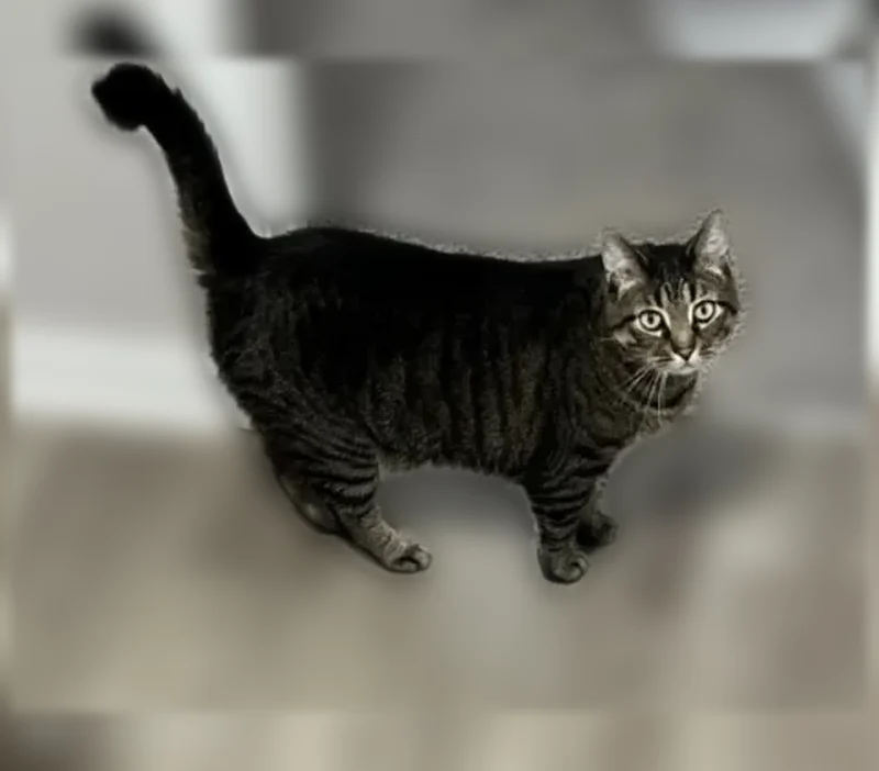 Lost cat, Northeast 62nd Street, 836, Gladstone - male, grey with stripes - photo