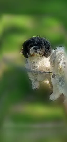 Lost dog, Timber Lane, Town of Stephenson, Crivitz - male, black and white Shih Tzu mix - photo