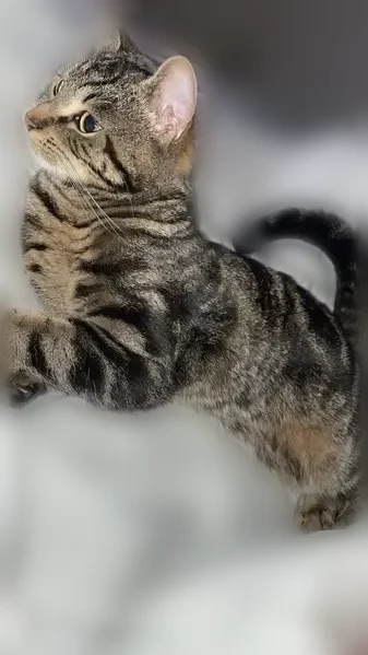 Perdu chat femelle, Allée des Bouleaux, Harnes - peureuse, sans collier rose - photo