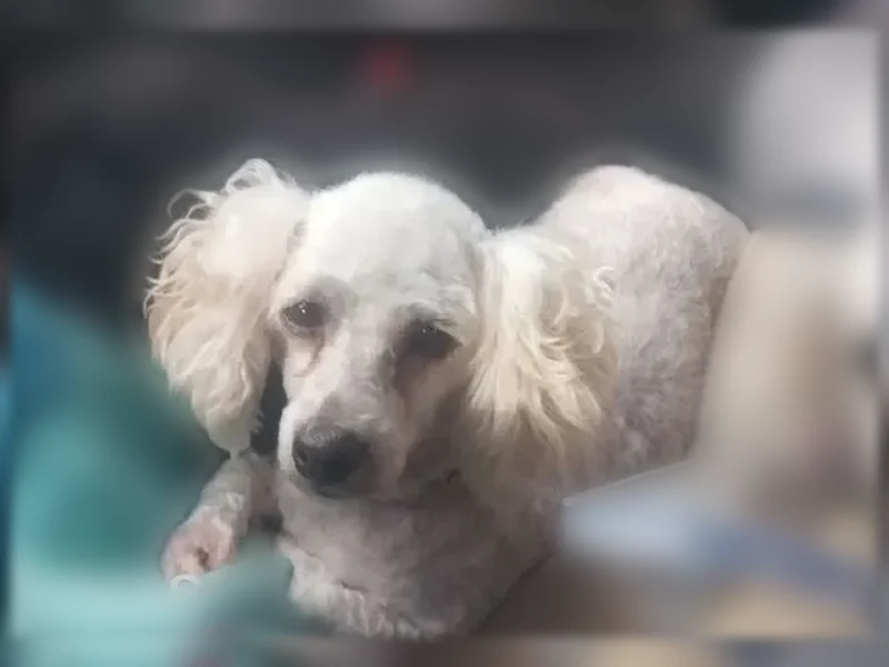 Lost dog, Wilcox Road, 631, North Corbin - female, 3 adult poodles with leashes attached - photo