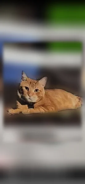 Lost cat, Amboy Road, 15, White Horse - orange tabby - photo