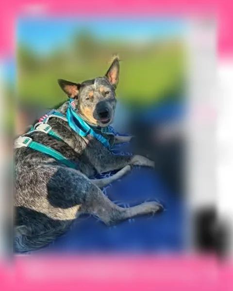 Lost dog, Livonia, Michigan, Livonia - very timid, seen near the tree line of the park and the cemetery - photo