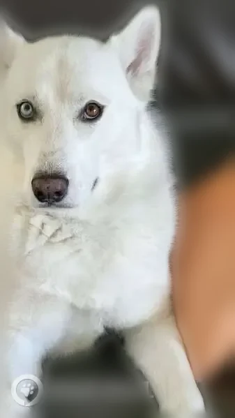 Lost dog, Southwest 27 Court Road, 14766, Ocala - male husky with heterochromia - photo