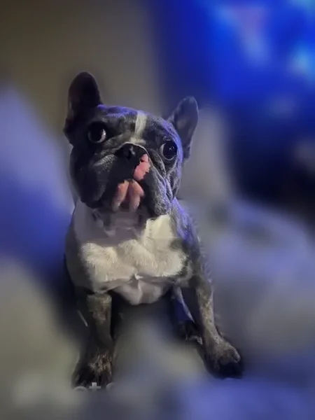 Lost dog, James Garfield Street, Texas, Austin - male - gray spots, white chest - photo